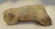 Ursus spelaeus ujjperc csont (35,6 mm) barlangi medve