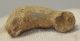 Ursus spelaeus ujjperc csont (35,6 mm) barlangi medve