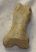 Ursus spelaeus ujjperc csont (35,6 mm) barlangi medve