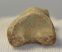 Ursus spelaeus ujjperc csont (35,6 mm) barlangi medve