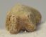 Ursus spelaeus ujjperc csont (35,6 mm) barlangi medve