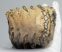 Mammuthus primigenius partial tooth (400 grams)