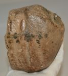 Mammuthus meridionalis részleges fog (1570 gramm)