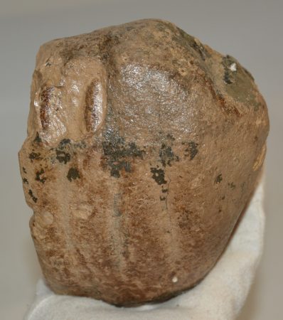 Mammuthus meridionalis részleges fog (1570 gramm)
