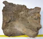 Mammuthus meridionalis részleges lapocka csont (6,6 Kg)