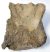 Mammuthus meridionalis partial scapula bone (6,6 Kg)