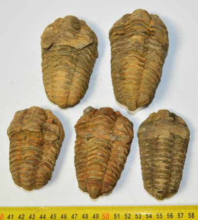 5 db Calymene trilobita Marokkóból