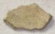 Saltasaurus tojás hély (42 mm x 23,5 mm) ELFOGYOTT (JA) 06