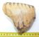 Mammuthus primigenius partial tooth (751 grams)  SOLD (LL B) 06