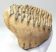 Mammuthus primigenius partial tooth (751 grams)  SOLD (LL B) 06