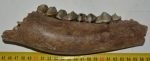 Megaloceros giganteus partial lower jaw  (216 mm)