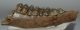 Megaloceros giganteus partial lower jaw  (216 mm)