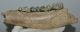 Megaloceros giganteus partial lower jaw  (216 mm)