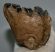 Mammuthus meridionalis részleges fog (750 gramm)