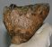 Mammuthus meridionalis részleges fog (750 gramm)