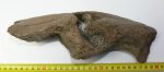 Mammuthus sp. részleges állkapocs csont (1331 gramm)