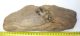 Mammuthus sp. részleges állkapocs csont (1331 gramm)