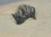 Koneprusia sp. trilobita kőzetben