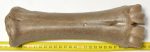 Bison sp. metacarpus bone (272 mm)