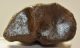 Bison sp. metacarpus bone (272 mm)