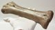 Bison sp. metacarpus bone (272 mm)