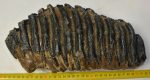 Mammuthus meridionalis tooth (4196 grams) Southern Mammoth