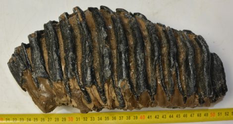 Mammuthus meridionalis tooth (4196 grams) Southern Mammoth