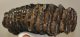 Mammuthus meridionalis tooth (4196 grams) Southern Mammoth