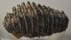 Mammuthus meridionalis tooth (4196 grams) Southern Mammoth
