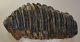 Mammuthus meridionalis tooth (4196 grams) Southern Mammoth