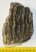 Mammuthus meridionalis részleges fog (857 gramm)