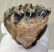 Mammuthus meridionalis részleges fog (857 gramm)