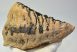 Mammuthus primigenius tooth (1822 grams) Woolly Mammoth