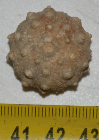 Hemicidaris luciensis from France