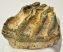 Mammuthus meridionalis részleges fog (566 gramm)