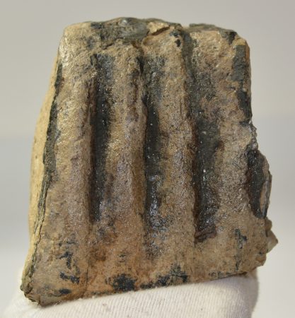 Mammuthus meridionalis részleges fog  (1460 gramm)