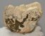 Mammuthus meridionalis részleges agyar töredék (259 gramm) ELFOGYOTT (JA) 06
