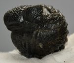 Drotops megalomanicus trilobite