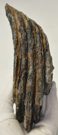 Mammuthus primigenius részleges fog (884 gramm)