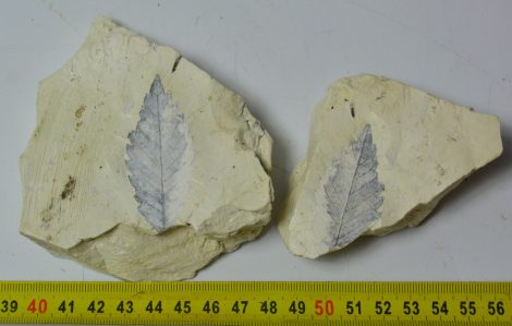 Zelkova sp. leaf pair from Erdőbénye