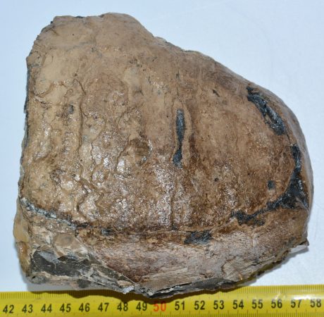 Mammuthus meridionalis részleges fog (2063 gramm)