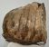 Mammuthus meridionalis részleges fog (2063 gramm)