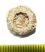 Acrosalenia hemicidaroides var. bradfordensis tengerisün kövület ELFOGYOTT (SO) 03