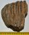 Mammuthus meridionalis részleges fog (1157 gramm)