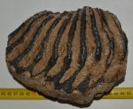 Mammuthus primigenius részleges fog (2166 gramm)