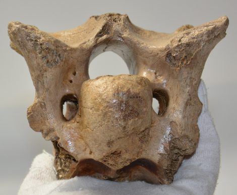 Bison priscus részleges nyakcsigolya csont 