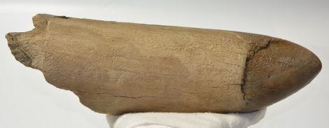 Mammuthus meridionalis részleges agyar (1683 gramm)