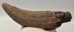 Bison sp. részleges szarvcsap csont (170 mm)