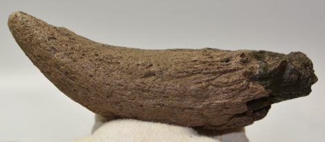Bison sp. részleges szarvcsap csont (170 mm)