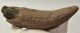 Bison sp. részleges szarvcsap csont (170 mm)